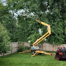 Best Tree Mulching  in Halls, TN