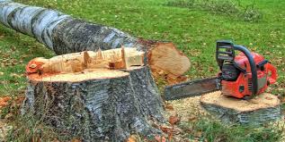 Best Fruit Tree Pruning  in Halls, TN