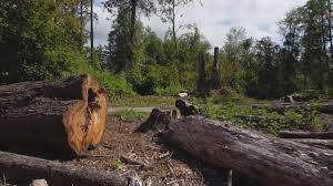 Best Tree Removal  in Halls, TN