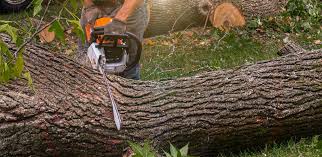 Best Lawn Drainage Solutions  in Halls, TN