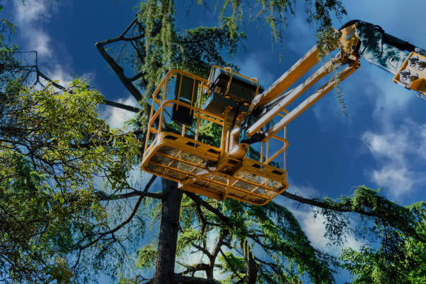 How Our Tree Care Process Works  in  Halls, TN