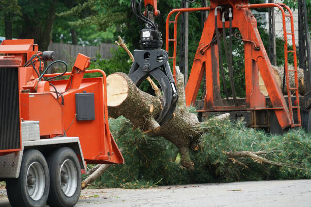  Halls, TN Tree Removal Pros