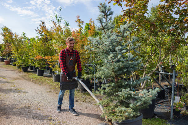 Best Tree Cabling and Bracing  in Halls, TN